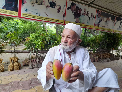 Mango varities